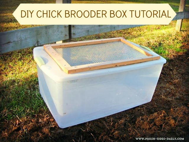 DIY Brooder Box
 Easy DIY Chick Brooder Box Tutorial