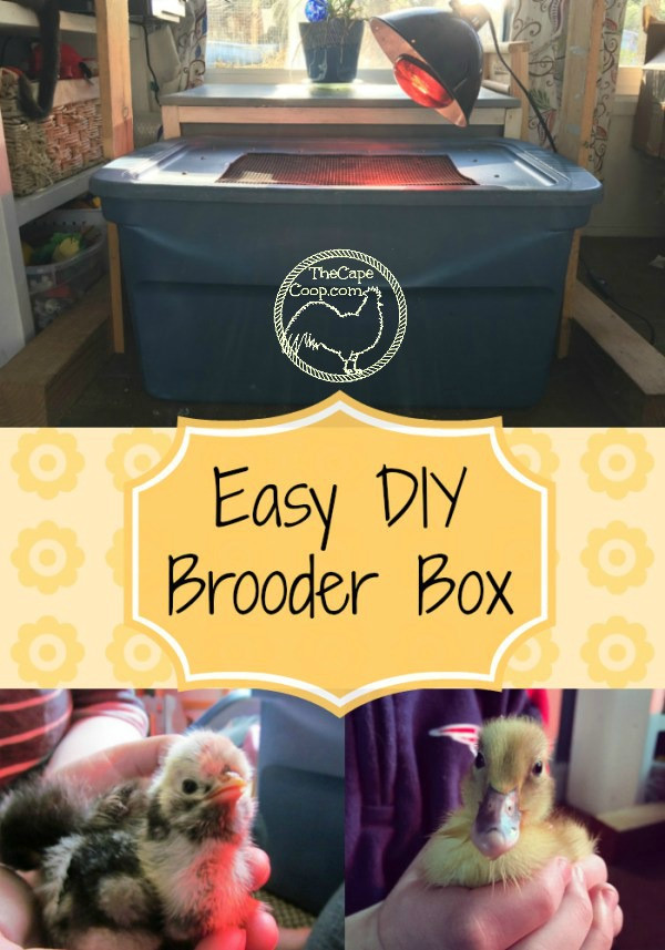 DIY Brooder Box
 DIY Brooder Box The Cape Coop