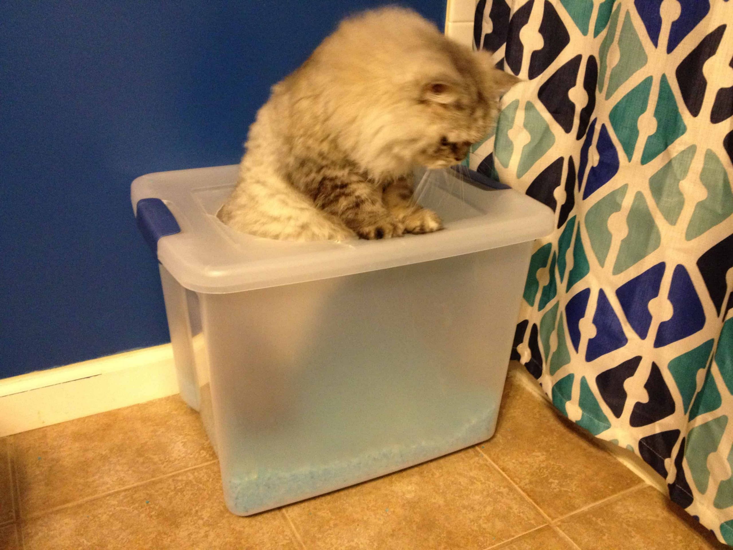 DIY Cat Box
 A Proper Pooper