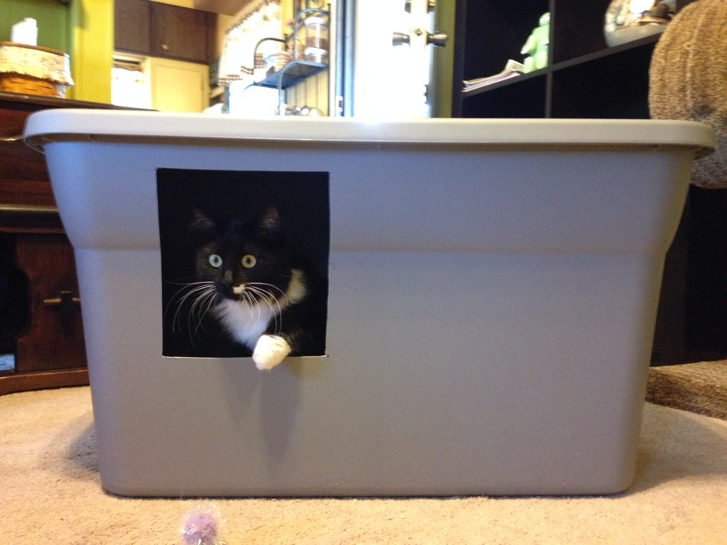 DIY Cat Boxes
 An Easy DIY Cat Litter Box Ideas – HomesFeed