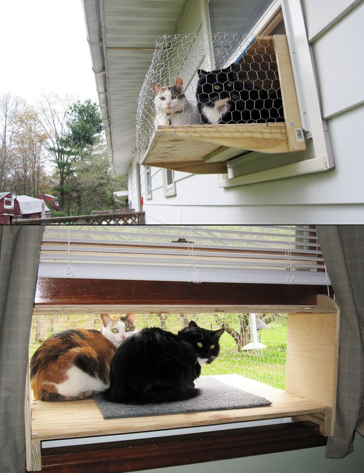 DIY Cat Window Box
 17 Best images about Cat on Pinterest
