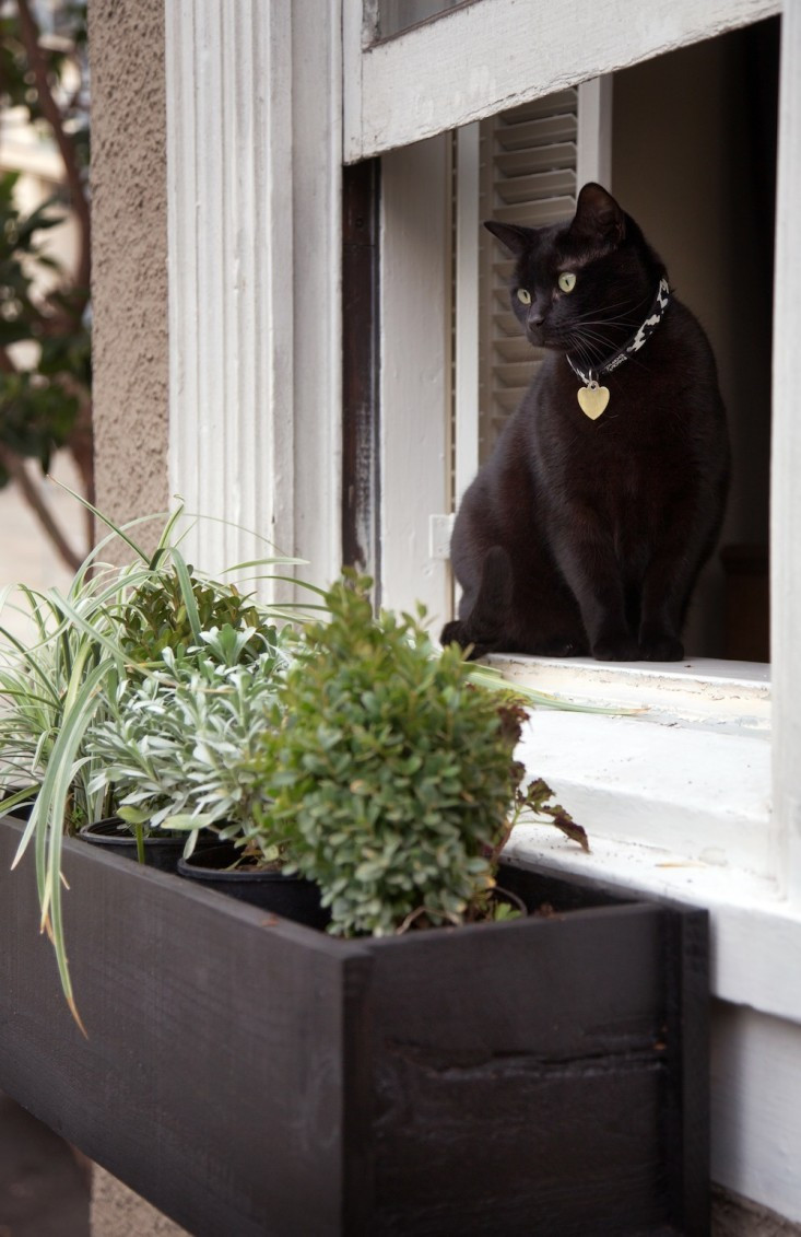 DIY Cat Window Box
 Trending on Gardenista Spring Training for Gardeners