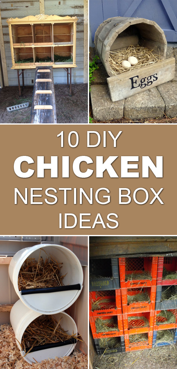 DIY Chicken Nest Box
 10 DIY Chicken Nesting Box Ideas
