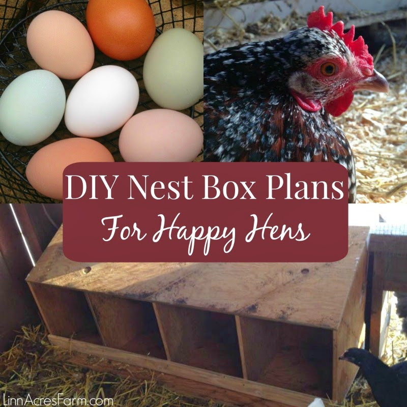 DIY Chicken Nest Box
 Linn Acres Farm All You Need to Know About Chicken Nest