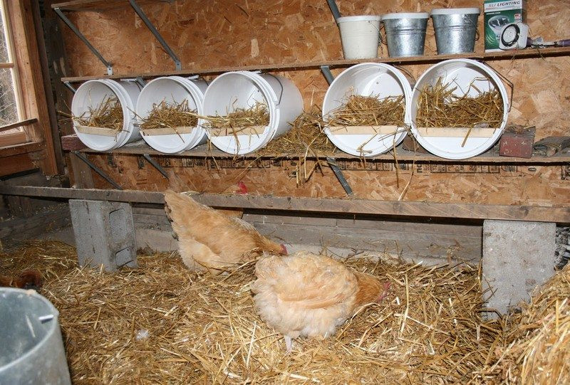 DIY Chicken Nest Box
 Chicken nesting box ideas