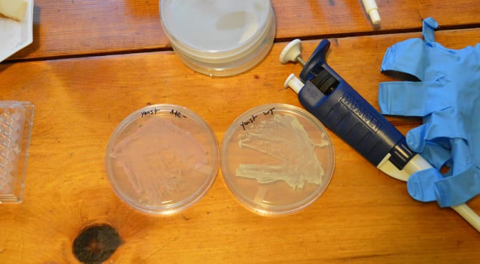 DIY Crispr Kit
 DIY CRISPR Kits Learn Modern Science By Doing