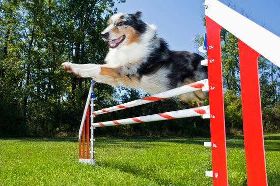 DIY Dog Agility
 DIY Dog Agility Course That You Can Make At Home SitStay