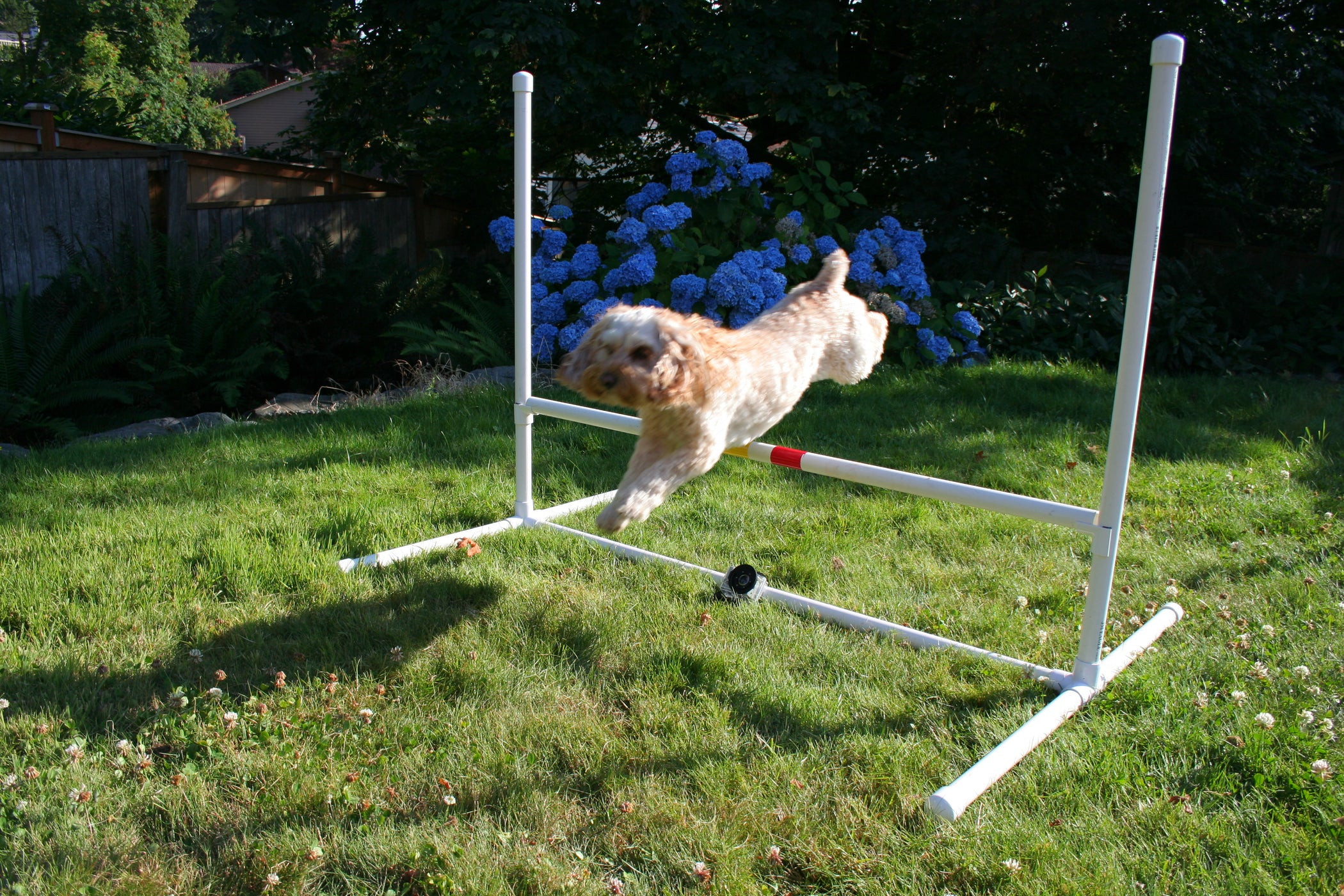 DIY Dog Agility
 Dog Agility Jump 8 Steps with