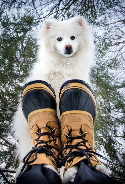 DIY Dog Booties For Hot Pavement
 Dog Paw Protection 5 Ways of Protecting Dog Paws in Winter