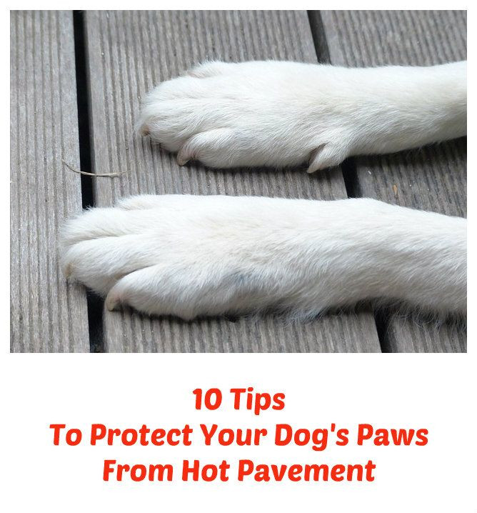 DIY Dog Booties For Hot Pavement
 10 Tips To Protect Your Dog s Paws From Hot Pavement