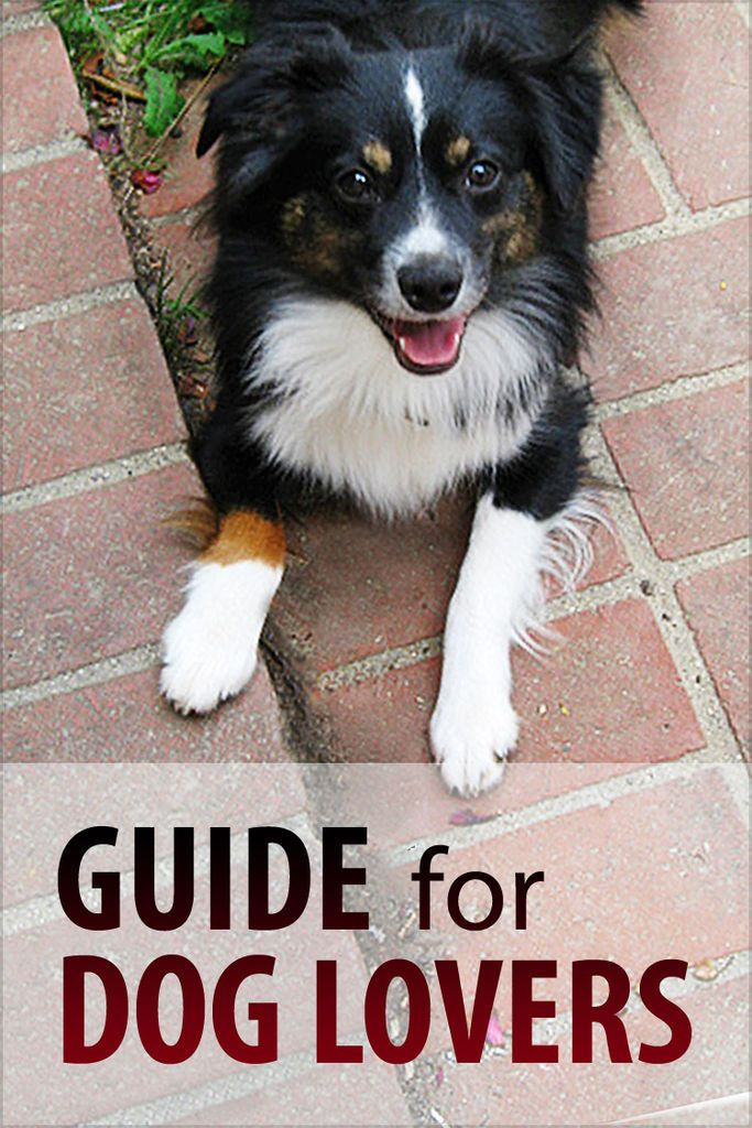 DIY Dog Booties For Hot Pavement
 Guide for Dog Lovers