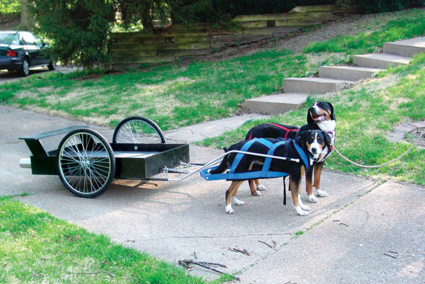 DIY Dog Cart
 Flashback Tandem Dog Cart