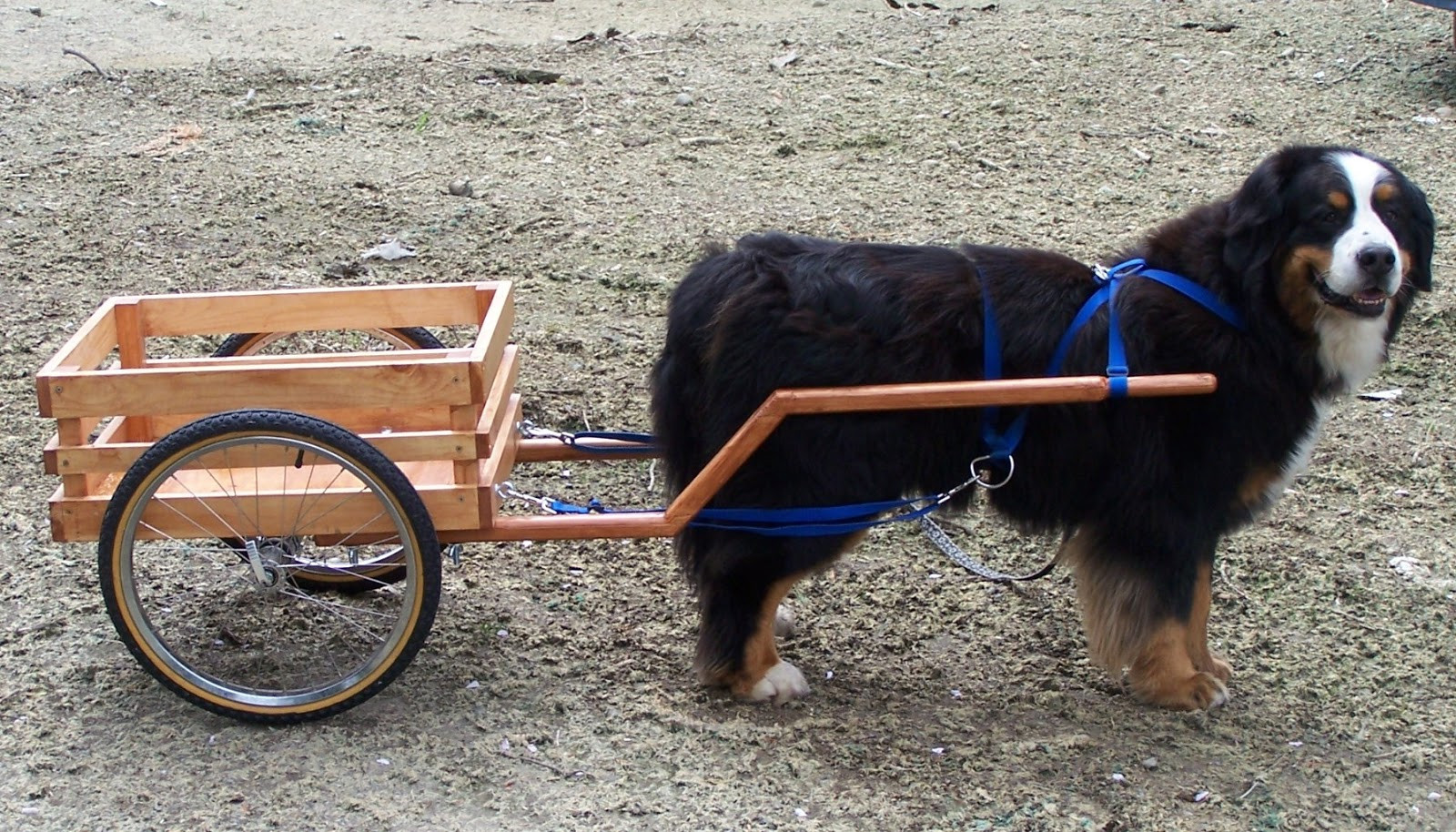DIY Dog Cart
 Kitten Vintage Vintage Hand carts Billy carts and Goat Carts