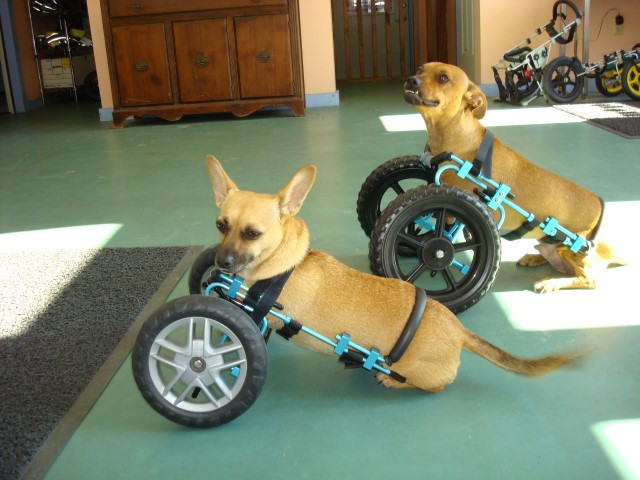 DIY Dog Cart
 Homemade Small Dog Wheelchair Homemade Ftempo