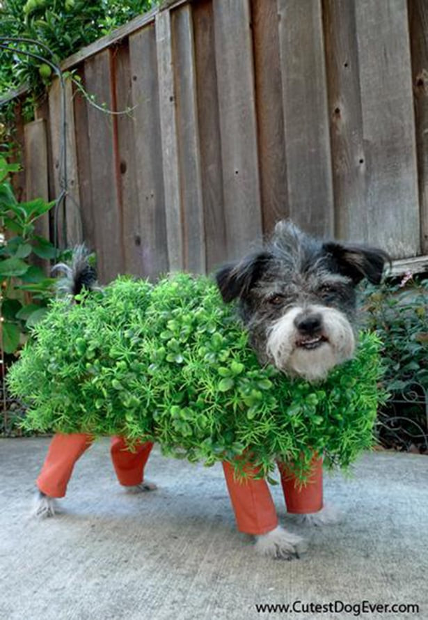 DIY Dog Costume
 A Chia Pet DIY Halloween Costumes For Dogs