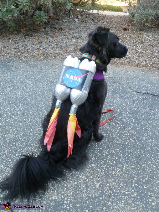 DIY Dog Costume
 Ten Dangerously Adorable DIY Dog Costumes Frugal Beautiful