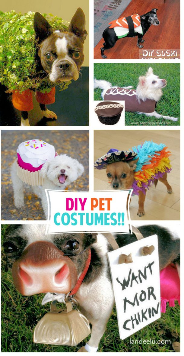 DIY Dog Costume For Child
 Adorable DIY Pet Costumes