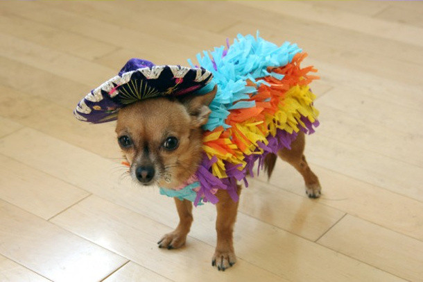 DIY Dog Costume
 Adorable DIY Pet Costumes