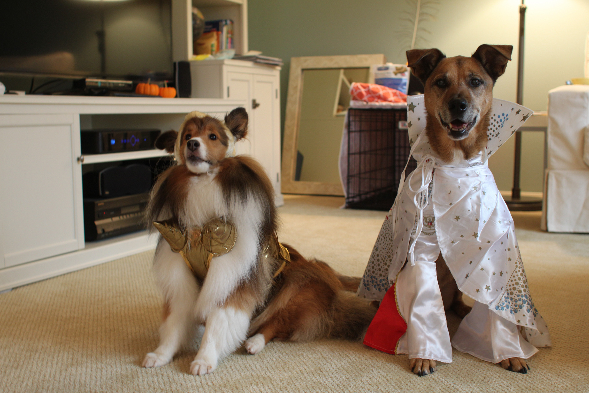 DIY Dog Costume
 DIY Dog Costumes for All Shapes and Sizes