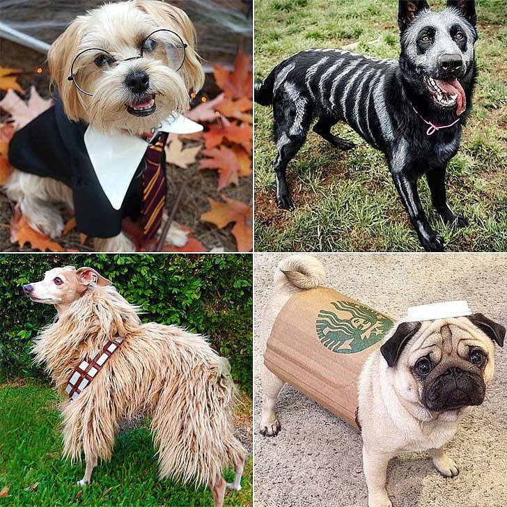 DIY Dog Costume
 DIY Halloween Costumes For Dogs
