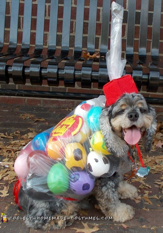 DIY Dog Costume
 Awesome Bag of Jelly Belly Beans DIY Dog Costume