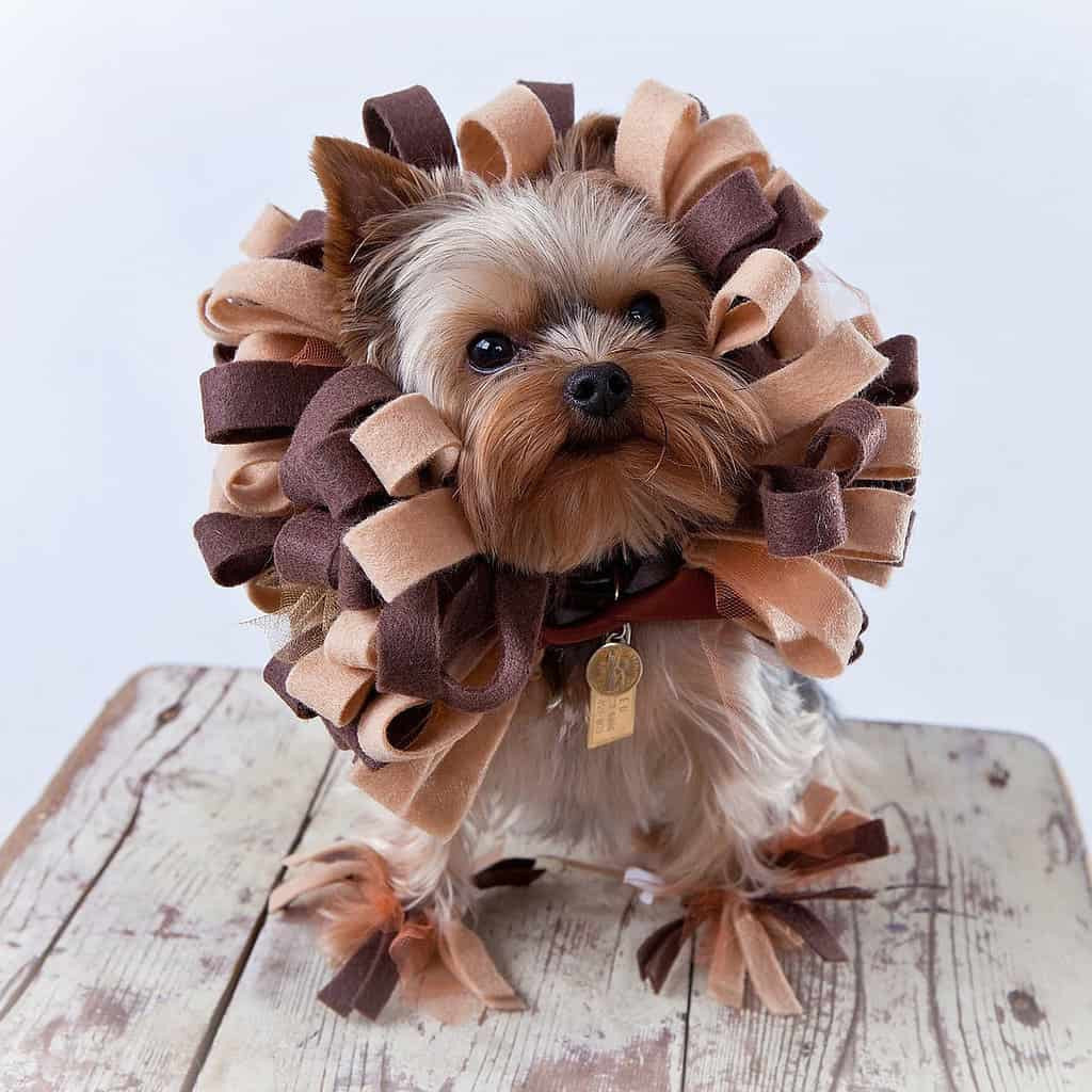 DIY Dog Costume
 Funny DIY Halloween Costumes for Dogs