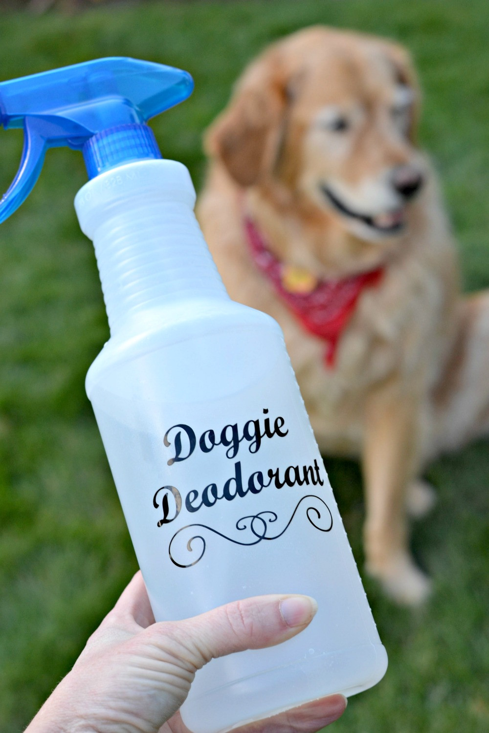 DIY Dog Deodorizer
 Homemade Dog Deodorant for your Smelly Pooch Rachel Teodoro