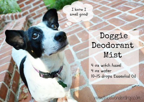 DIY Dog Deodorizer
 Dog deodorizer spray homemade recipe DIY dog deodorizing
