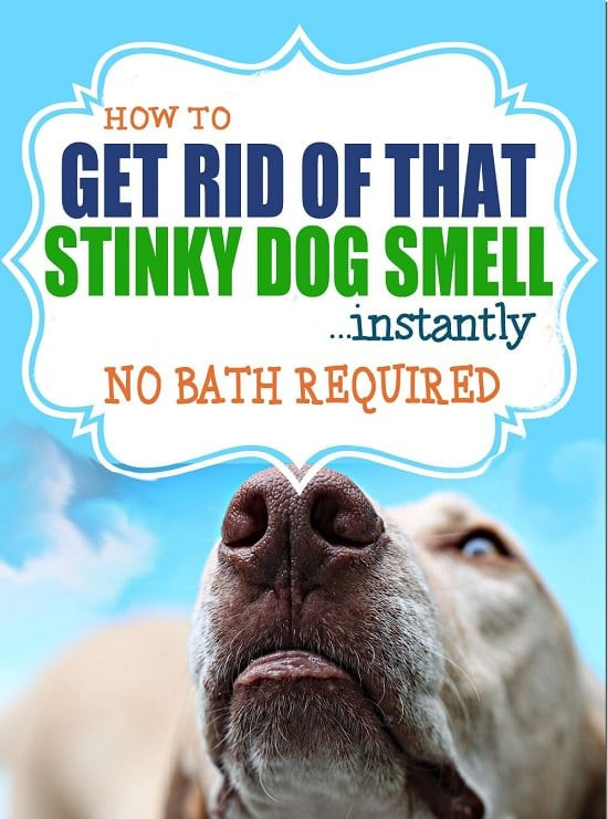 DIY Dog Deodorizer
 14 Homemade Deodorant Spray for Dogs