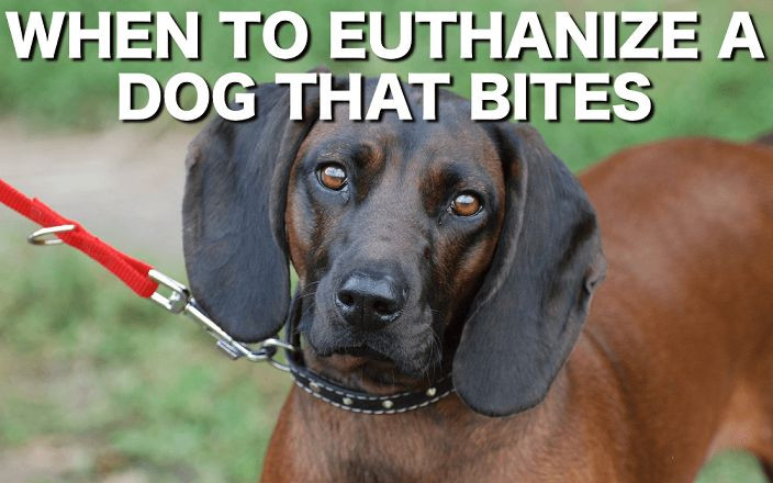 DIY Dog Euthanasia
 When to euthanize a dog that bites