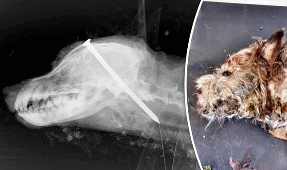 DIY Dog Euthanasia
 Dog killed with nail in head RSPCA appeal for witnesses