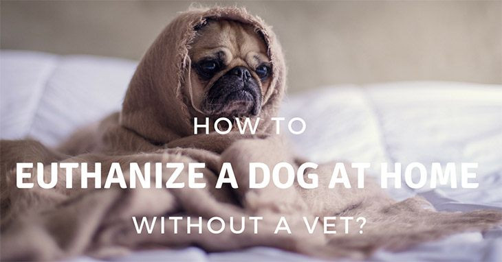 DIY Dog Euthanasia
 How To Euthanize A Dog At Home Without A Vet All You Need