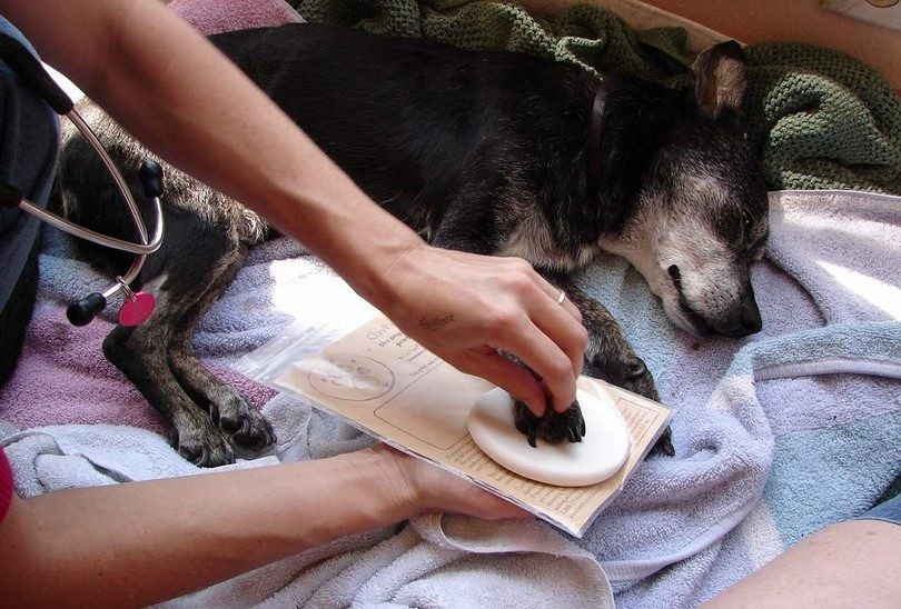 DIY Dog Euthanasia
 Euthanizing A Dog at Home A Peaceful Passing