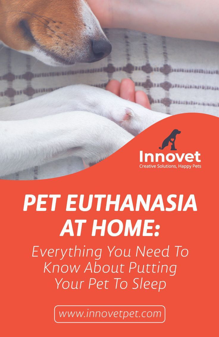 DIY Dog Euthanasia
 Why You Shouldn’t Follow The Instructions For DIY
