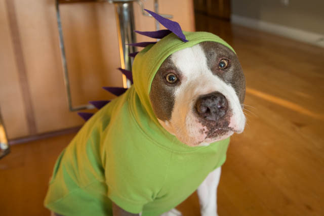 DIY Dog Hoodie
 Two Pitties in the City DoggyStyle Making Dinosaur Dog