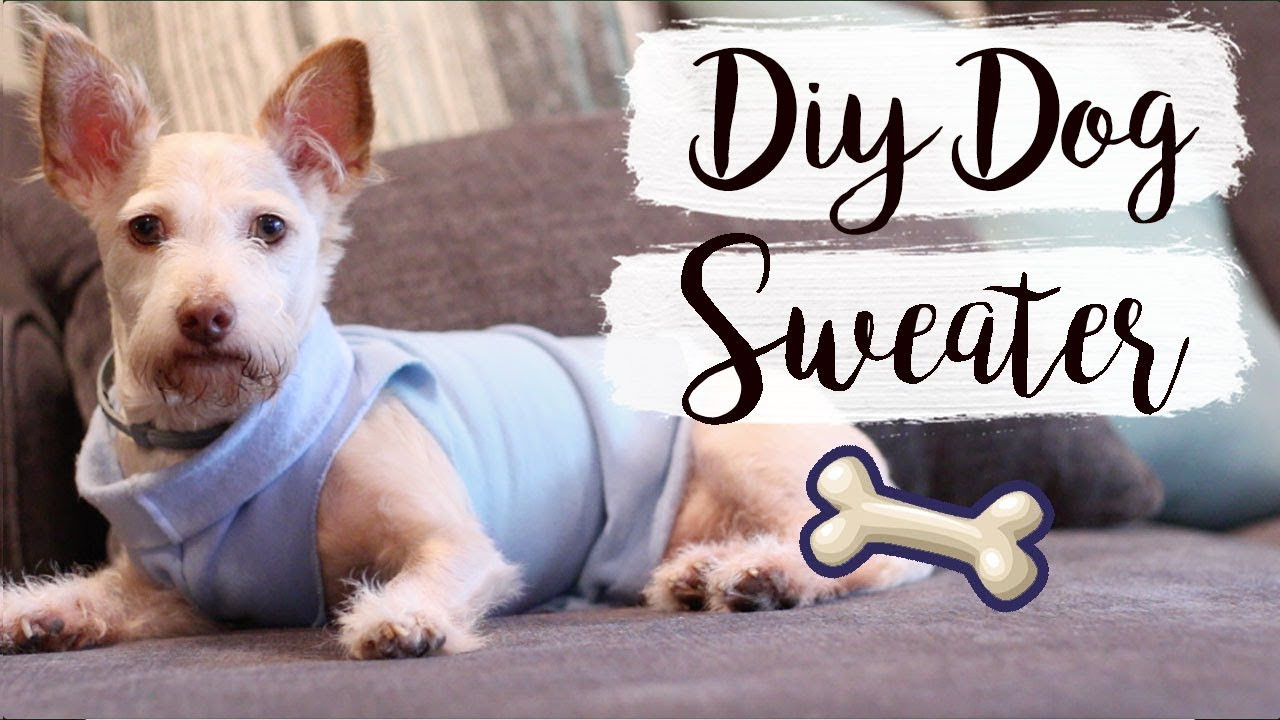 DIY Dog Hoodie
 Easy DIY Dog Sweater No Sew