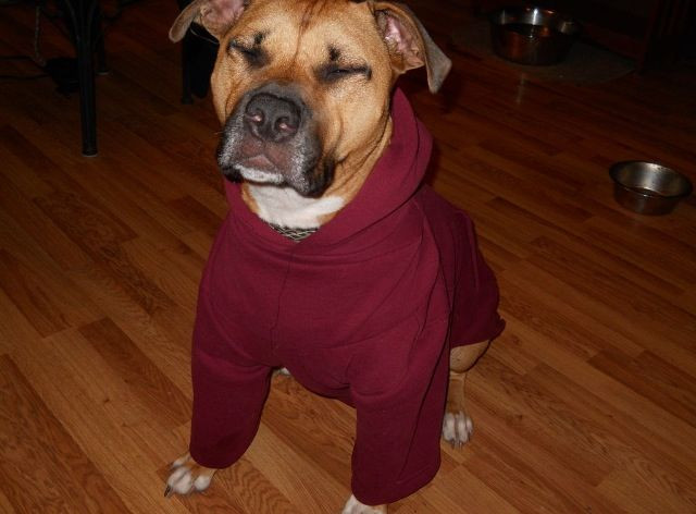DIY Dog Hoodie
 He loves his new sweatshirt