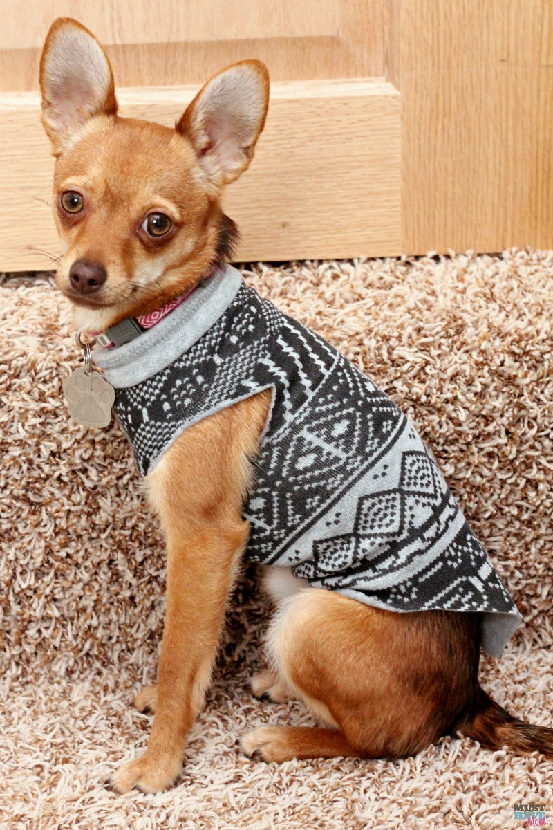 DIY Dog Hoodie
 Make A DIY Dog Sweater From A Sweatshirt Doggie Travel