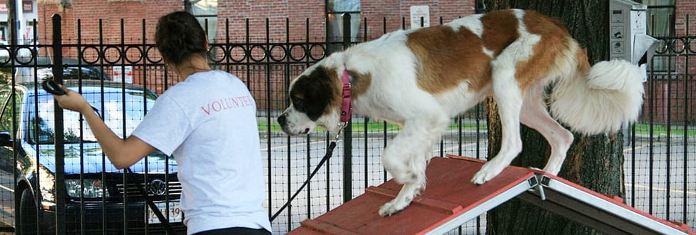 DIY Dog Obstacle Course
 DIY Dog Obstacle Course Animal Rescue League of Boston