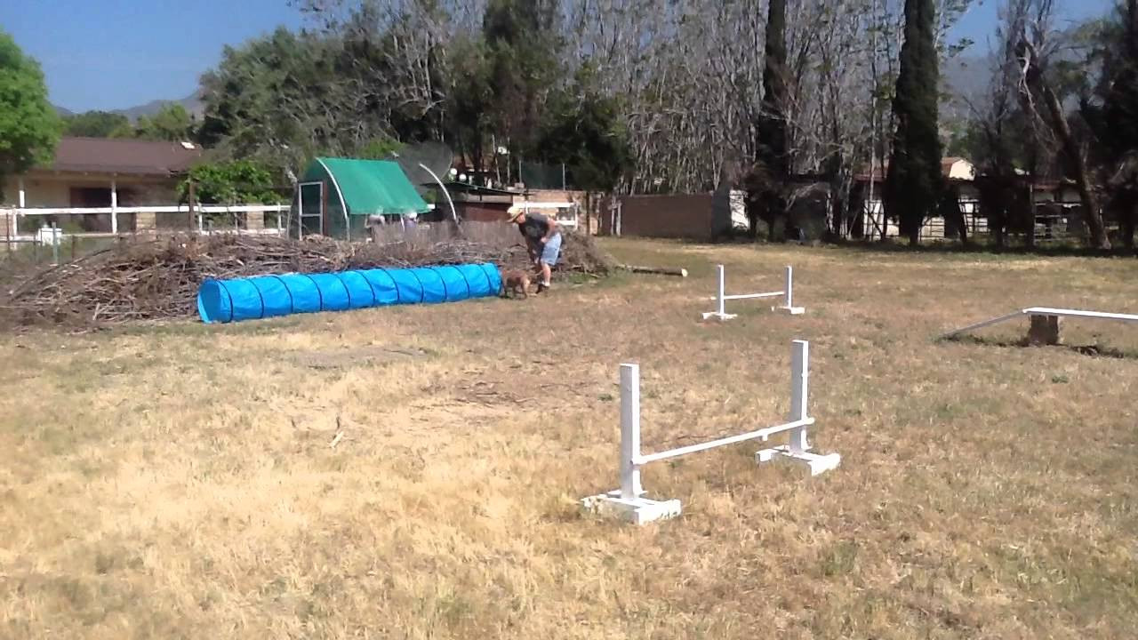 DIY Dog Obstacle Course
 Homemade dog agility course