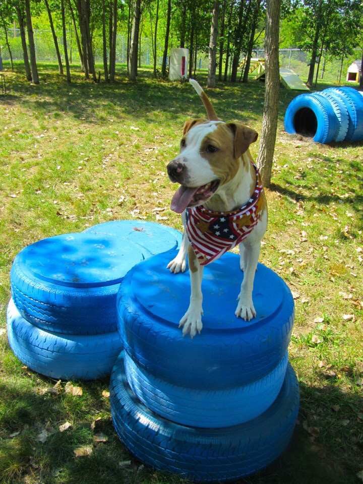 DIY Dog Obstacle Course
 8 Dog Friendly Backyard Ideas