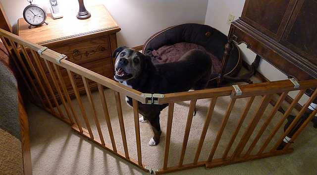 DIY Dog Pen
 Dealing with CCL Knee Injuries in Dogs Chasing Dog Tales