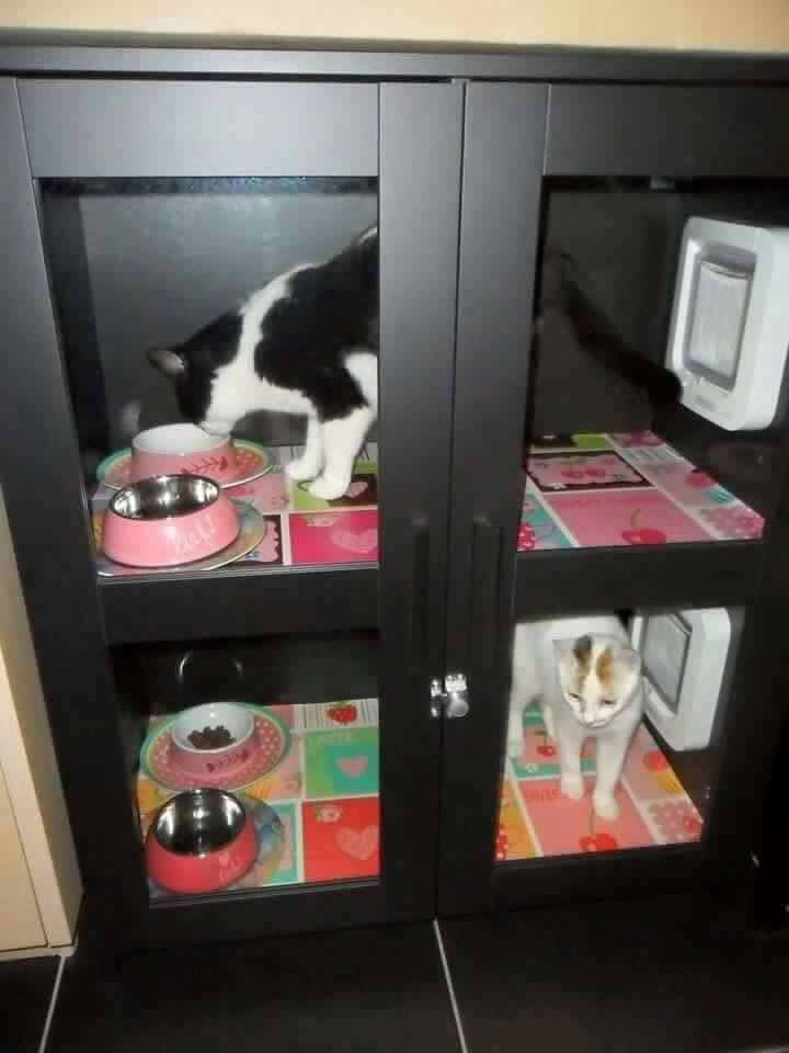 DIY Dog Proof Cat Feeding Station
 The 25 best Cat Feeding ideas on Pinterest