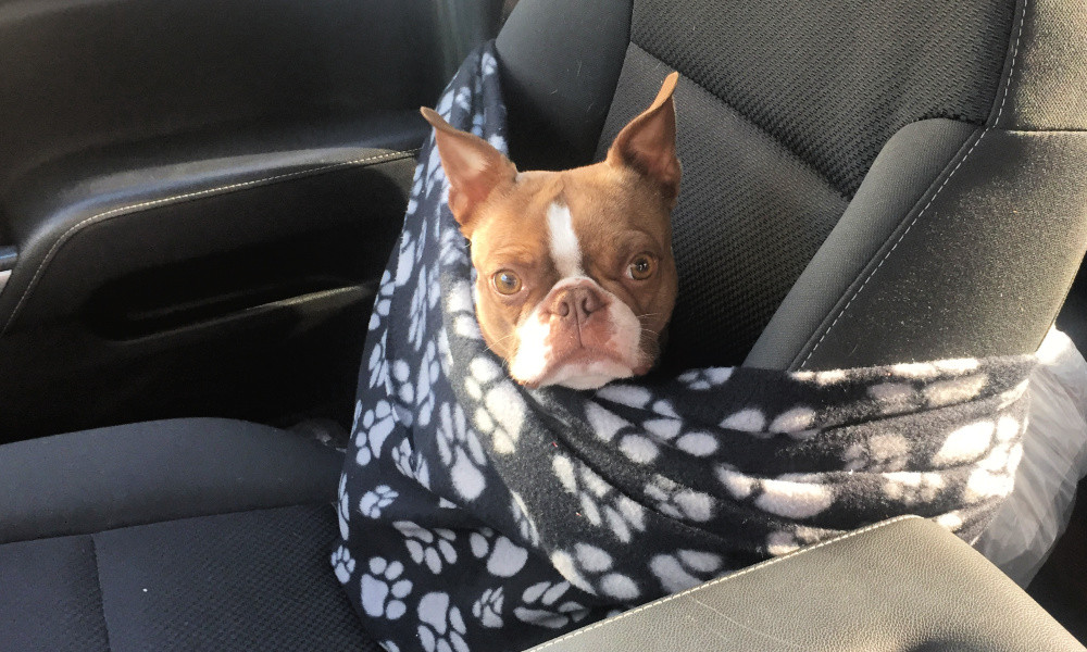 DIY Dog Seat Belt
 DIY dog seat belt