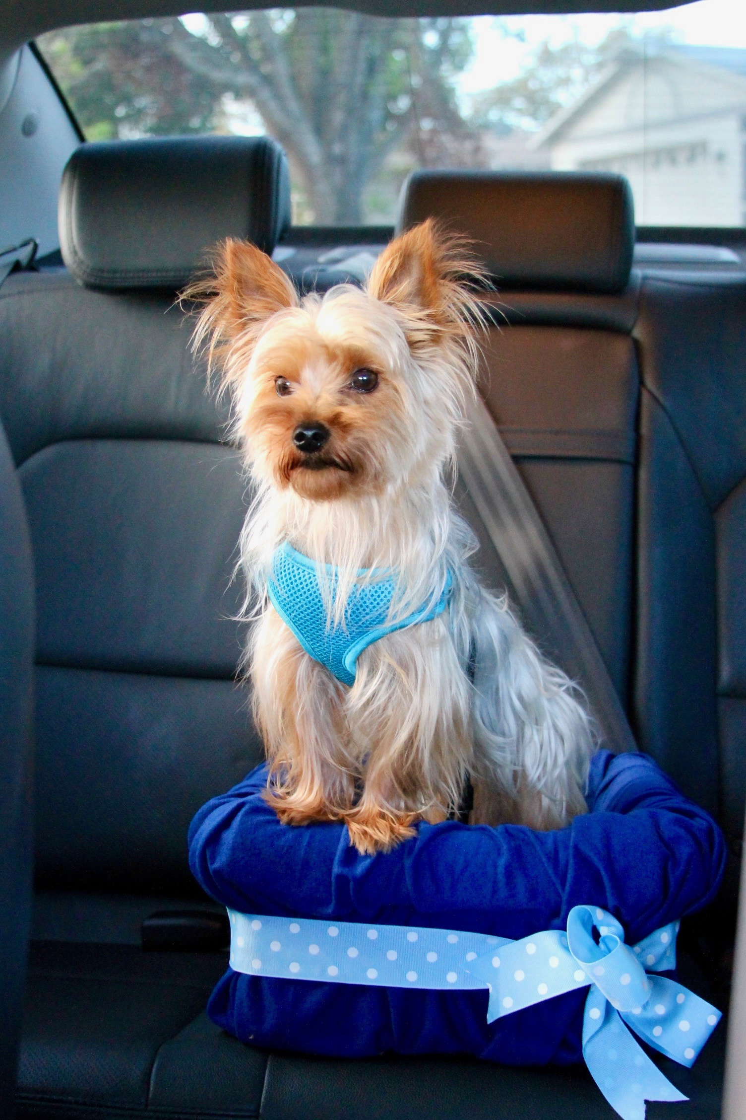 DIY Dog Seat Belt
 No Sew DIY Car Booster Seat For Your Dog Growing Up