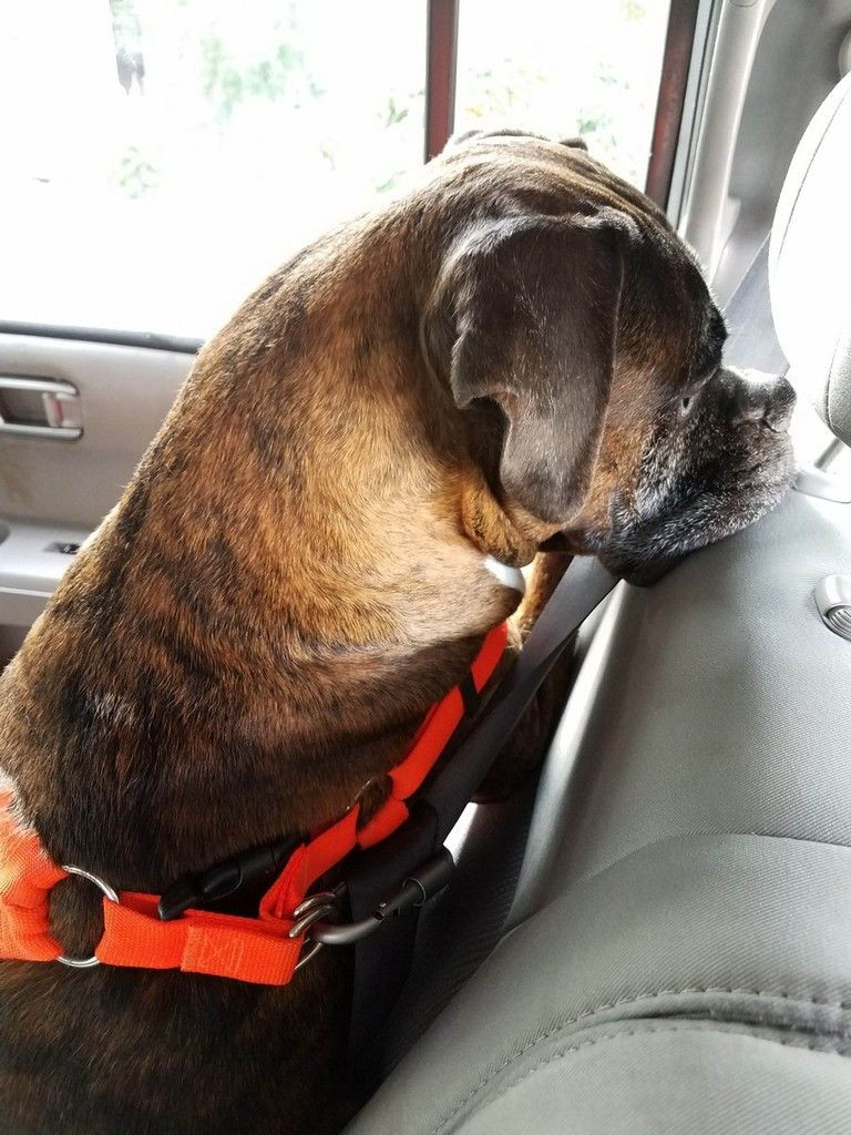 DIY Dog Seat Belt
 DIY Dog Seat Belt for Keeping Fido Safe in the Car With