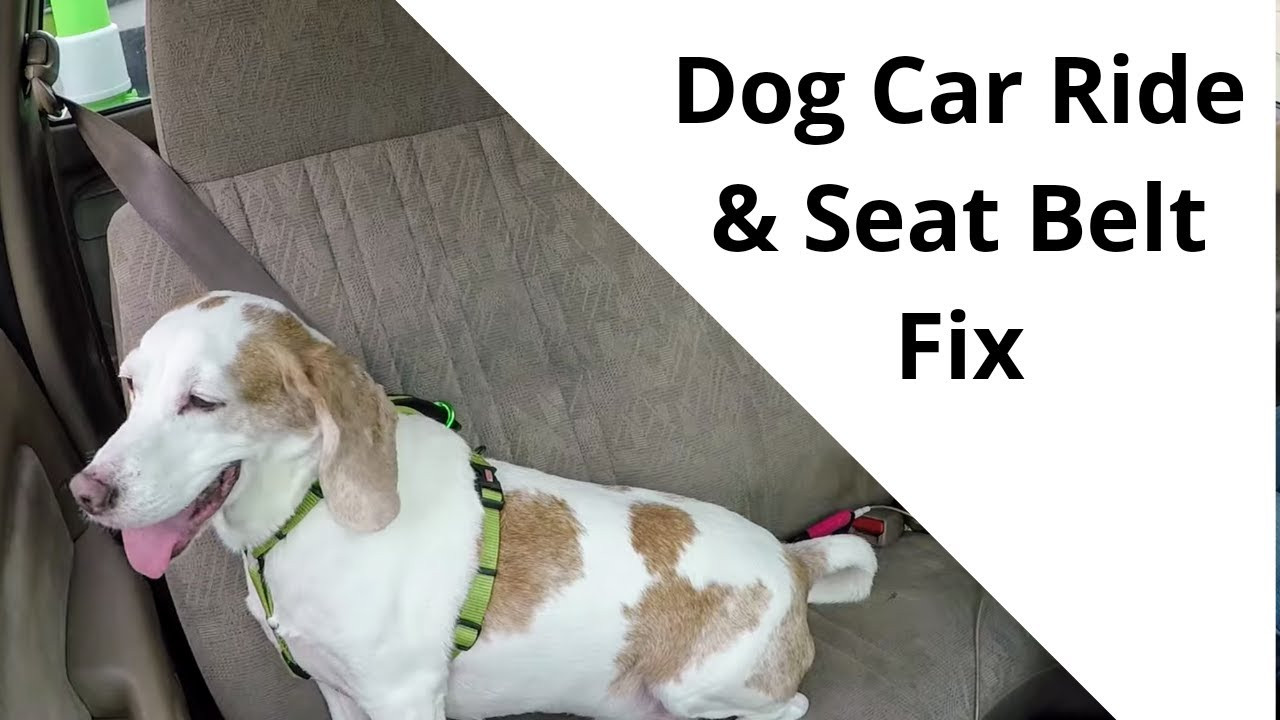 DIY Dog Seat Belt
 DIY Dog Seat Belt Hack Dog Car Ride