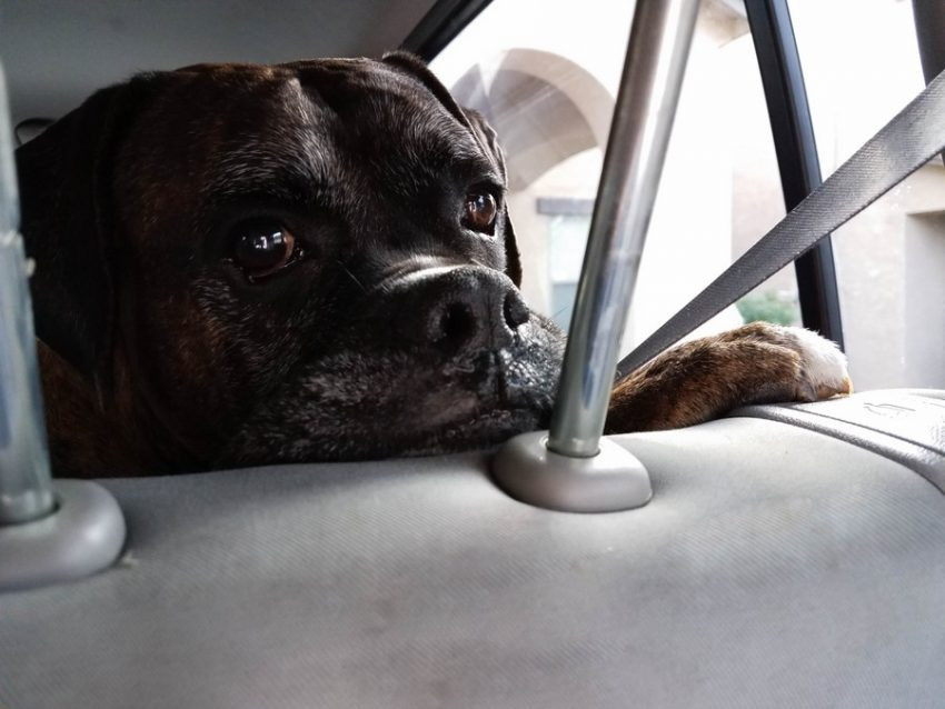 DIY Dog Seat Belt
 DIY Dog Seat Belt for Keeping Fido Safe in the Car With