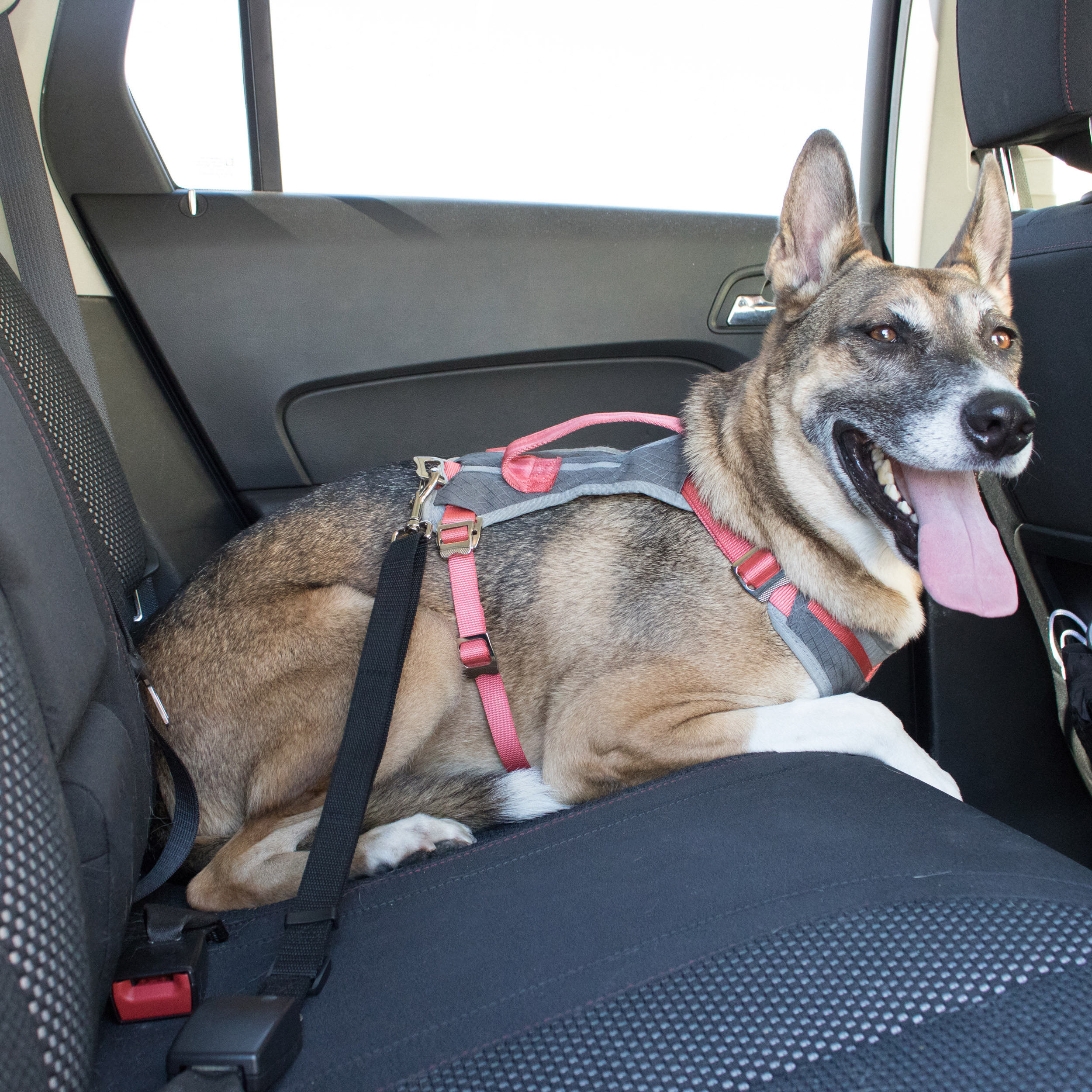 DIY Dog Seat Belt
 Heavy Duty Adjustable Dog Seat Belt For Use with Your Dog