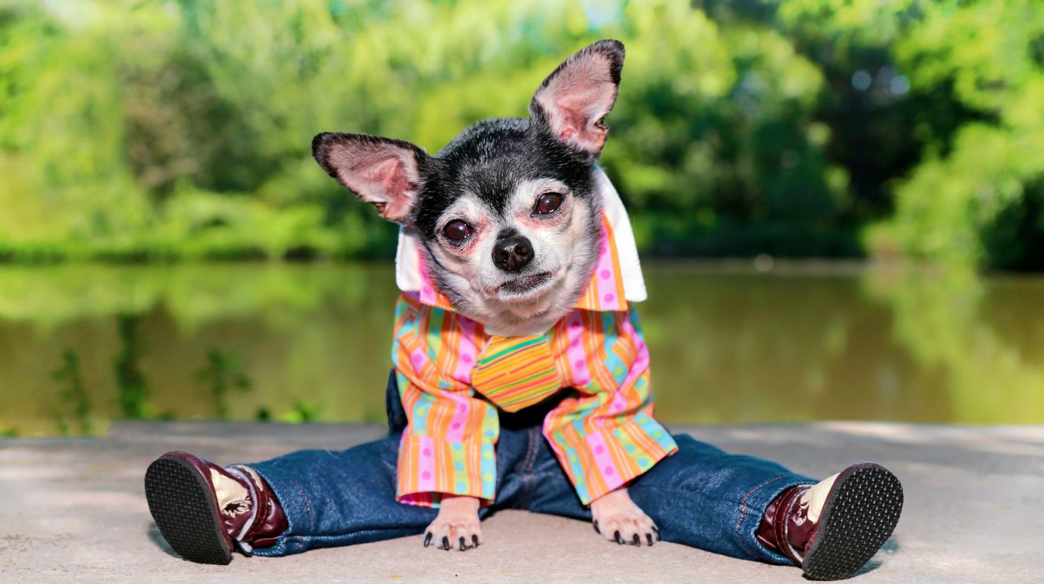 DIY Dog Shirts
 DIY Dog Clothes And Coats You Should Make